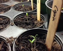 Grow, Grewbie, Grow: 10 Tips for New Gardeners