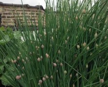 Chives!