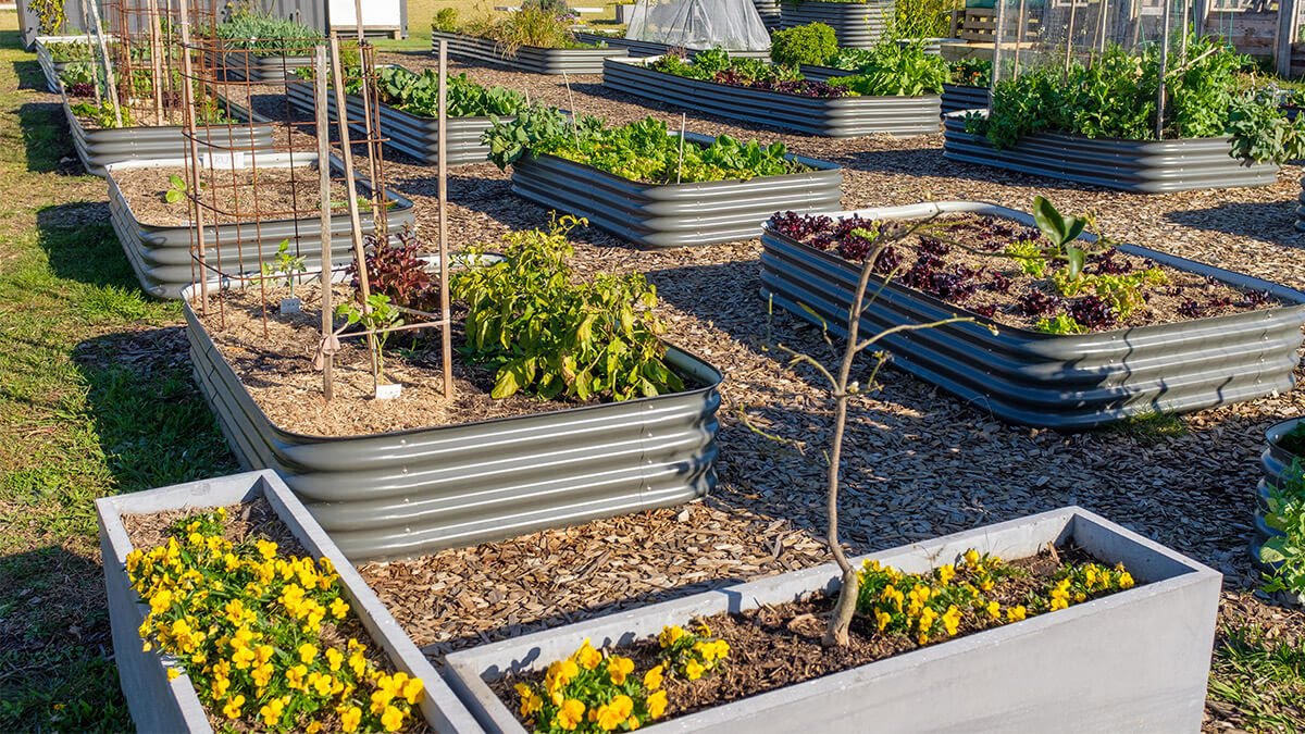 Community Gardening