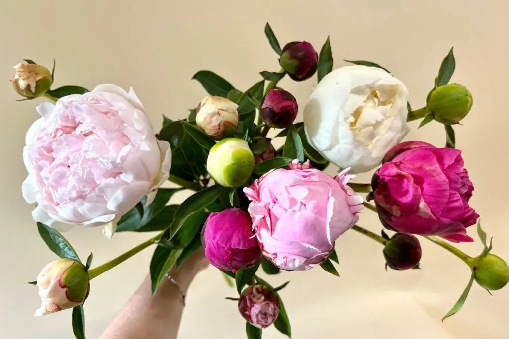 Florist Castlecrag: Fresh Arrangements for Every Style