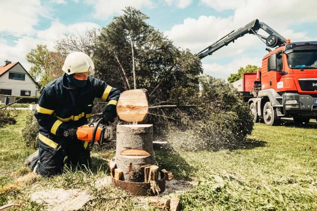 tree stump removal