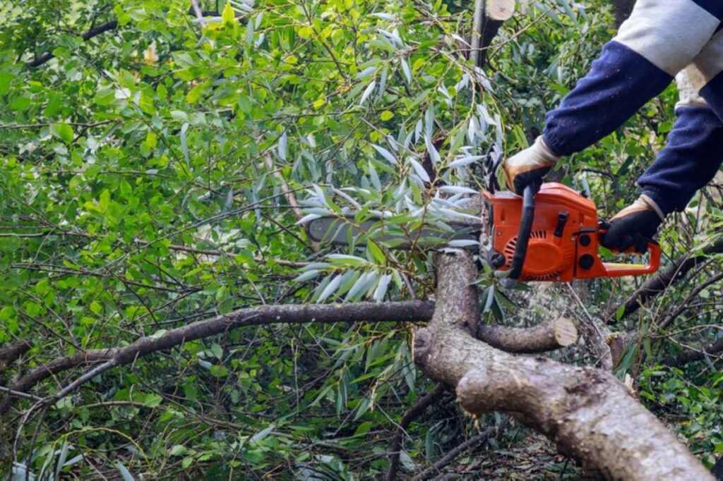 tree stump removal