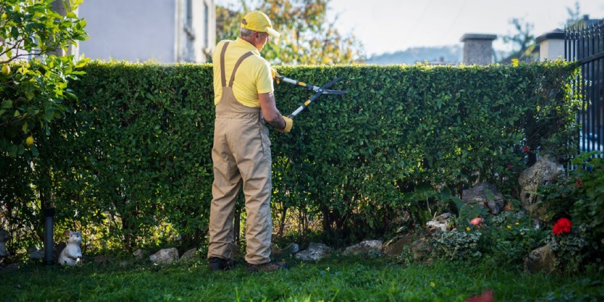 Hedge Trimming Maintenance for Beautiful Trees in Your Garden
