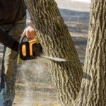 Tree Removal Services in Parramatta: Get the Job Done Right