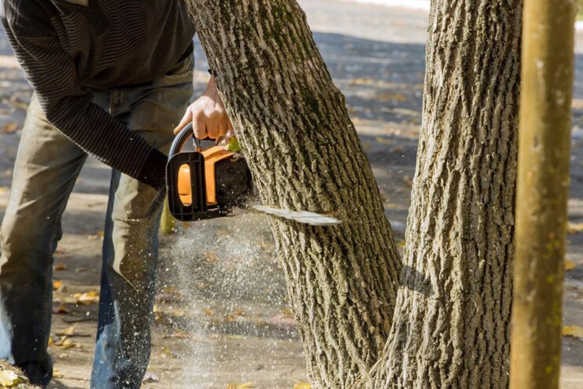 tree stump removal