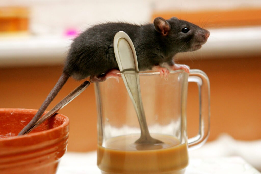Rodent Infestation Sydney: Why Do Apartments Experience More Issues?