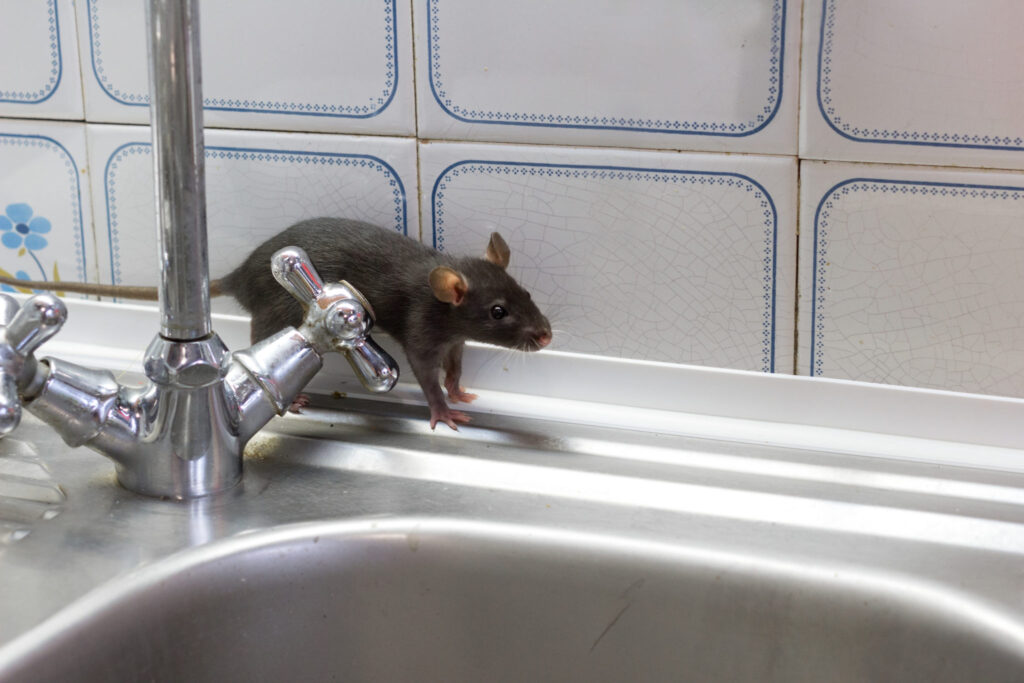 Rodent Infestation Sydney: Why Do Apartments Experience More Issues?