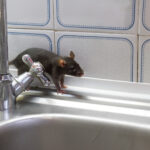 Rodent Infestation Sydney: Why Do Apartments Experience More Issues?