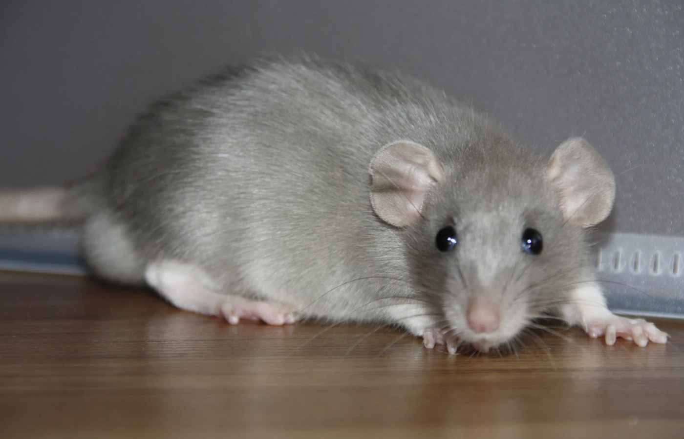 Rodent Infestation Sydney: Why Do Apartments Experience More Issues?