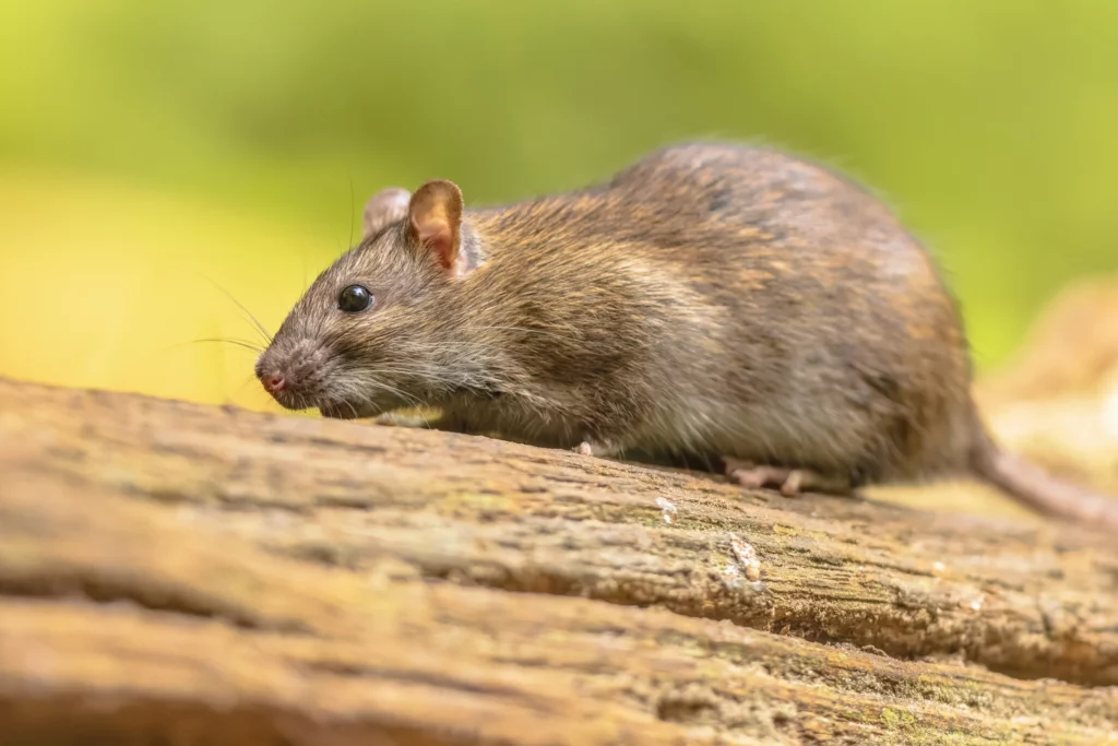 How to Choose a Rodent Control Sydney Company That Offers Eco-Friendly Solutions

