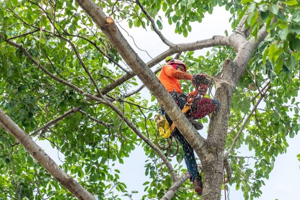 tree services North Shore