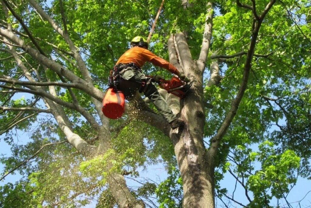 tree services North Shore