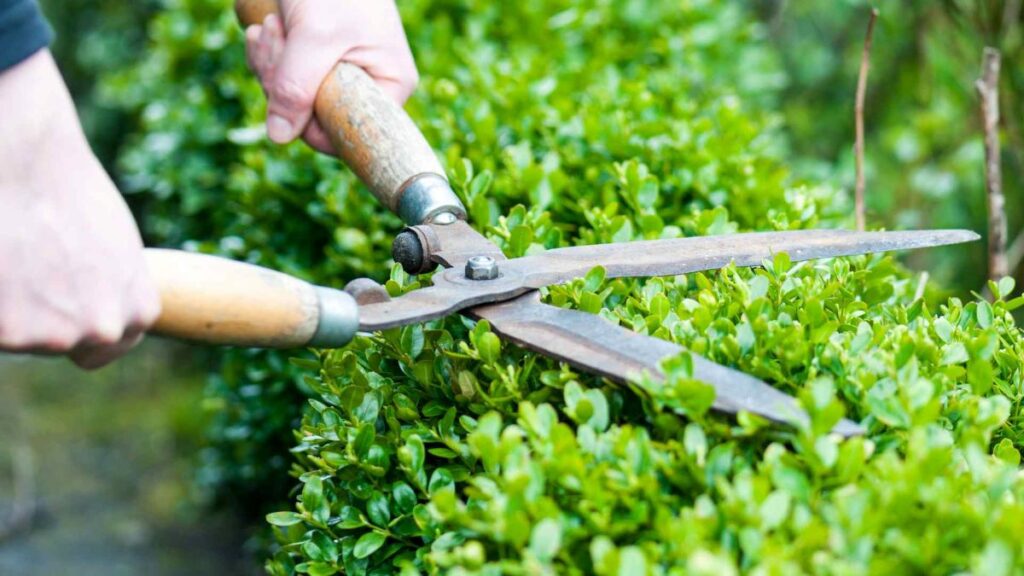 Hedge Trimming Service Near Me