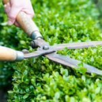 How Professional Hedge Trimming Services Improve Garden Health