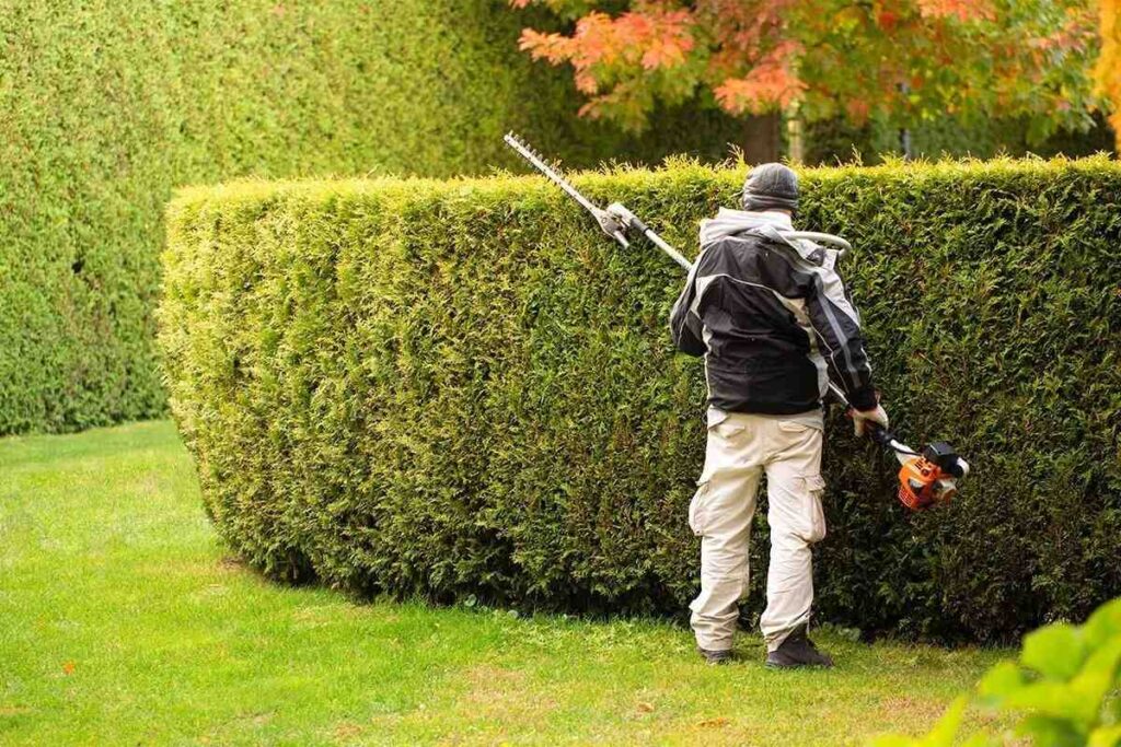Hedge Trimming Service Near Me